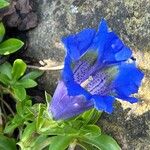 Gentiana angustifolia Floare