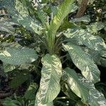 Dieffenbachia seguineपत्ता