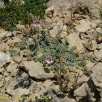 Erodium daucoides Habit