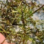Elodea nuttallii Hoja