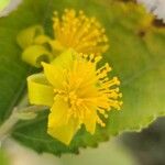 Grewia asiatica Flower