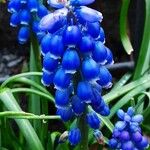 Muscari armeniacum Квітка