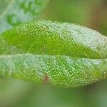 Rhododendron hippophaeoides Hoja