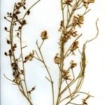 Retama monosperma Habit