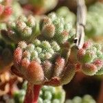 Sedum hirsutum Плід