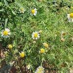 Tripleurospermum maritimum ശീലം