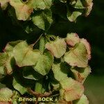 Rumex aquitanicus Mbuma