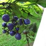 Bertiera laxa Fruto