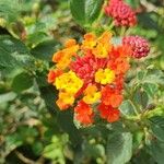 Lantana × strigocamara 花