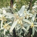 Elaeagnus angustifolia Folha