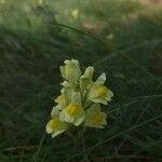 Linaria dalmatica Blüte