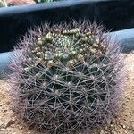 Gymnocalycium saglionis Leaf