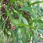 Acacia auriculiformis Blad