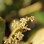 Monosis conferta Flor