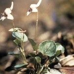 Viola rostrata Habitatea