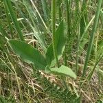 Trifolium alexandrinum Liść