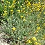 Descurainia bourgaeana Flor