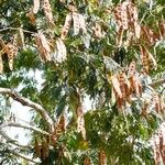 Anadenanthera colubrina Fruit