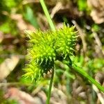 Carex fuscula