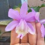 Cattleya loddigesii Blüte