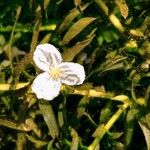 Egeria densa Blüte