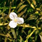 Elodea densa 花