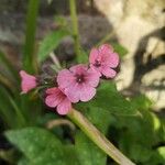 Pulmonaria saccharata Цветок