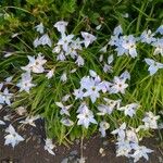 Ipheion uniflorum Habitus