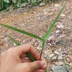 Echinochloa crus-galli List