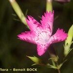 Dianthus geminiflorus Kukka