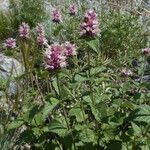 Agastache urticifolia Habit