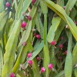 Rhipsalis micrantha Fruit