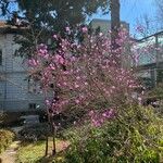 Rhododendron dauricum Habit