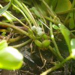 Marsilea minuta Fruit