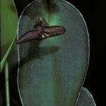 Pleurothallis cardiostola Λουλούδι