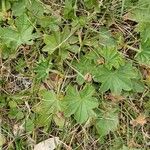 Alchemilla monticola Blad