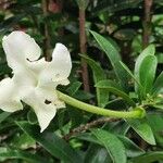 Brunfelsia americana फूल