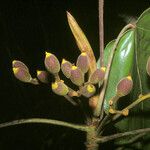 Pourouma melinonii Fruit