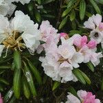 Rhododendron yakushimanum Flower