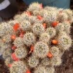 Mammillaria prolifera List
