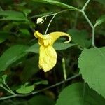 Impatiens noli-tangere 花