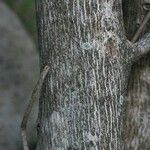 Dombeya acutangula Bark