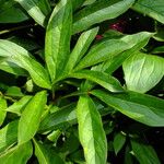 Paeonia lactiflora Leaf