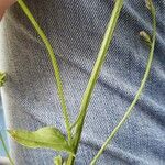Lobelia spicata 樹皮