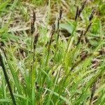 Carex sempervirens عادت داشتن