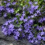 Campanula garganica Blüte