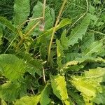 Taraxacum officinale Leaf