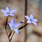 Gilia tenuifloraFleur