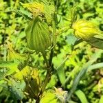 Hibiscus striatus Altres