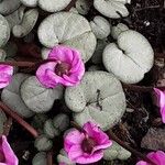 Cyclamen coum Лист